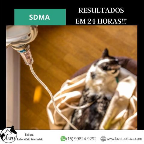 A dimetilarginina simétrica (SDMA) é excretada pelos rins. 

O SDMA reflete com mais precisão a taxa de filtração glomerular (TFG) em cães e gatos. 

O SDMA eleva a partir da perda de 25% da função renal,1 o que a torna mais confiável tanto para o diagnós
